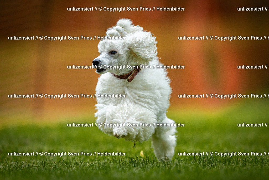 Sven Pries | 2025-09-21 - Hunderennen Baden-Oos - Realisiert mit Pictrs.com