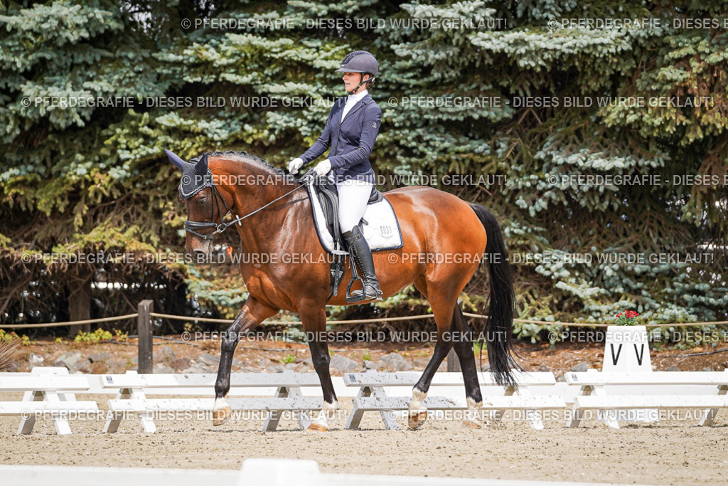 DSC01997 | Pferdegrafie