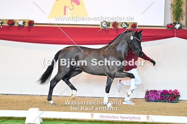 68_Secret - Dancier_787_4538 | Björn Schroeder Pferdefotografie
