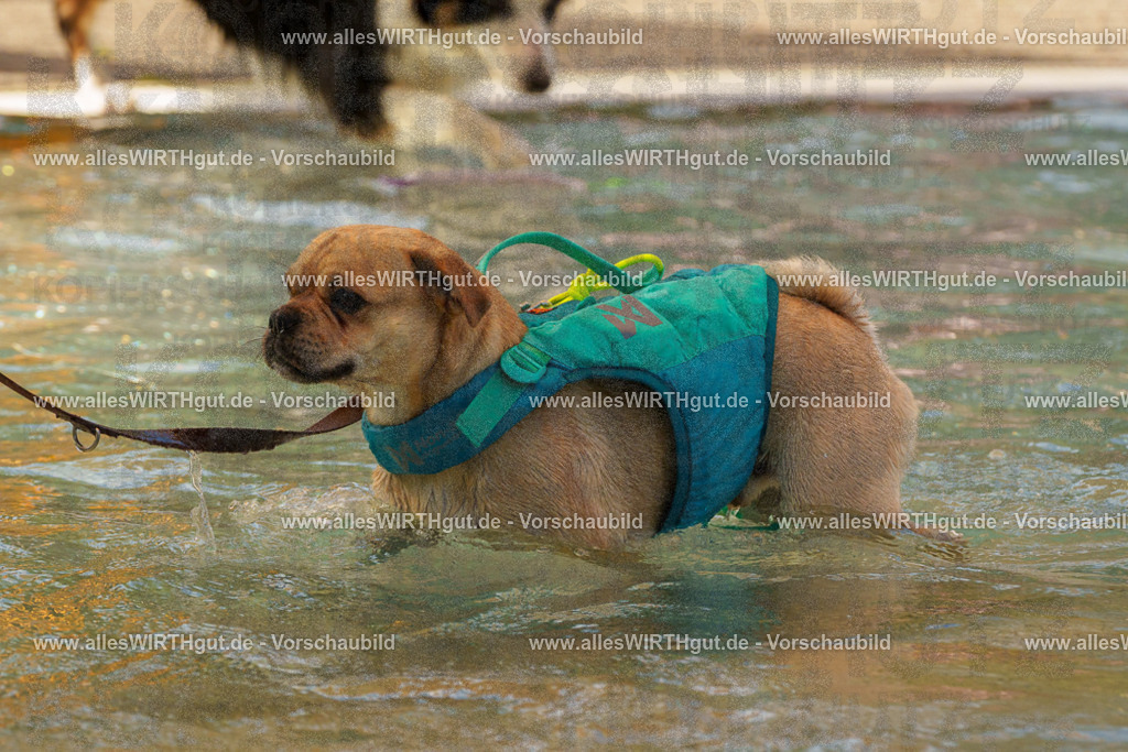 Hundeschwimmen_Grefrath_2026-allesWIRTHgut_Tierfotografie-13_30-FAY00647 | Professionelle Tierfotografie in Mönchengladbach von Daniel Wirth (allesWIRTHgut). Liebevolle & natürliche Bilder von Hunden & Katzen für unvergessliche Erinnerungen.