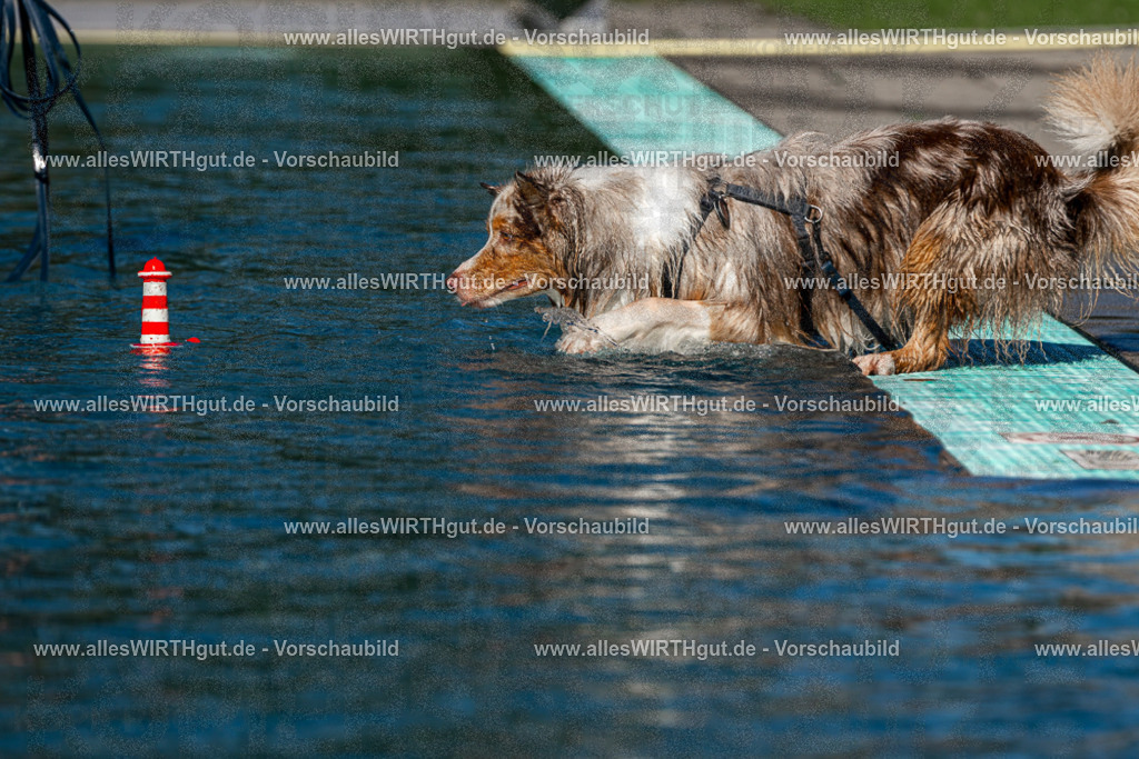 Hundeschwimmen_Volksbad_2026-allesWIRTHgut_Tierfotografie-2609061031-FAY05924 | Professionelle Tierfotografie in Mönchengladbach von Daniel Wirth (allesWIRTHgut). Liebevolle & natürliche Bilder von Hunden & Katzen für unvergessliche Erinnerungen.