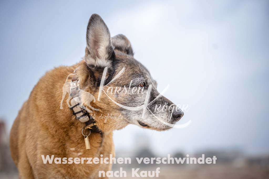 1036_ZZ95513 | kk-dogfotos