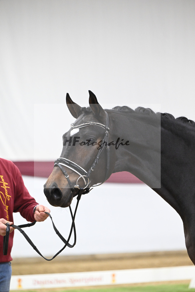 Kat-Nr. 127 Fair Deal x Sir Donnerhall I_Dr. Sarah Brendl_47254205 | hf-fotografie - Realisiert mit Pictrs.com