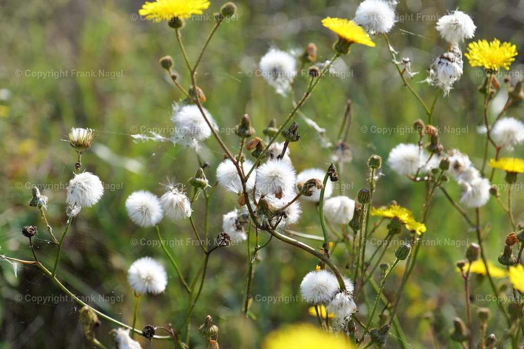Saudisteln | Saudistel wurde am Steilufer auf der Insel Rügen fotografiert - Realisiert mit Pictrs.com