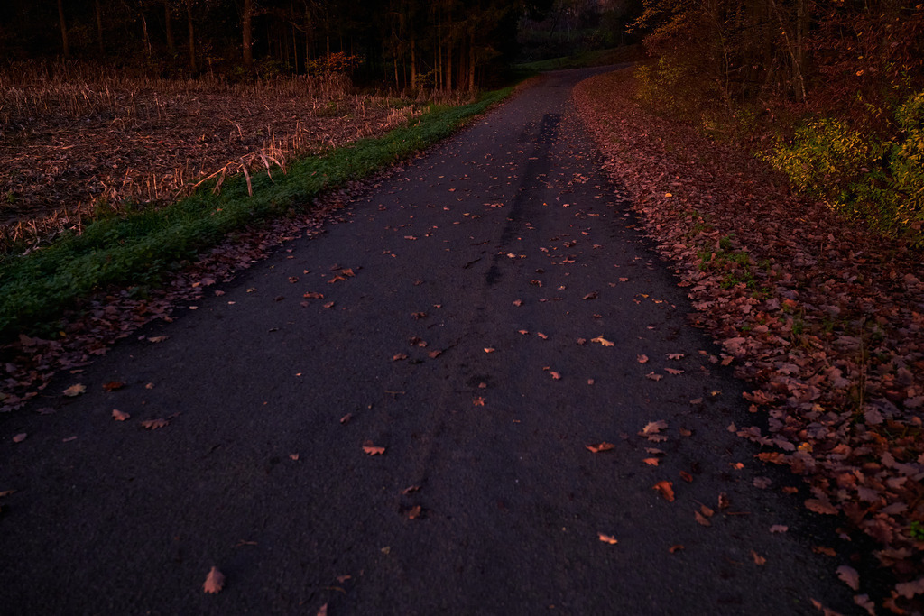 Eine mit Laub bedeckte Gueterstrasse durch den Wald | Austria - November 05, 2022: Eine mit Laub bedeckte Gueterstrasse durch den Wald. - Realisiert mit Pictrs.com