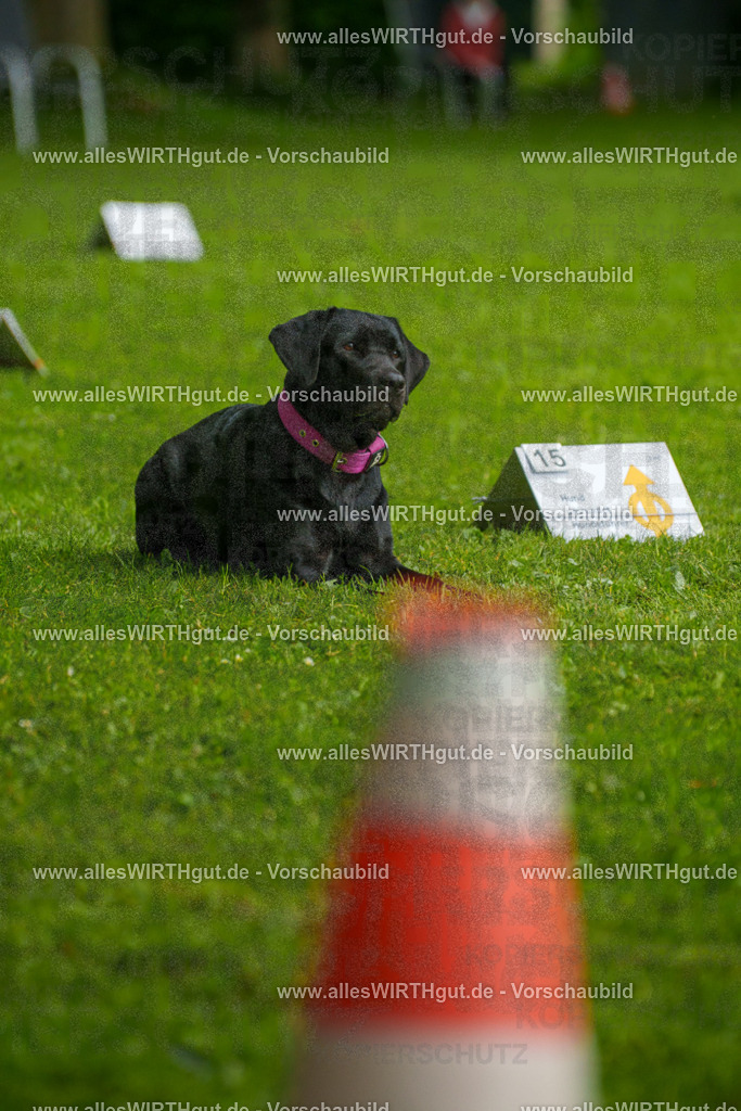 @allesWIRTHgut_Tierfotografie - www.allesWIRTHgut.de - 7R503165 | Professionelle Tierfotografie in Mönchengladbach von Daniel Wirth (allesWIRTHgut). Liebevolle & natürliche Bilder von Hunden & Katzen für unvergessliche Erinnerungen.