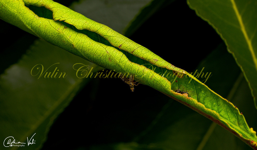 MN 12 | Christian Vulin  - Realisiert mit Pictrs.com