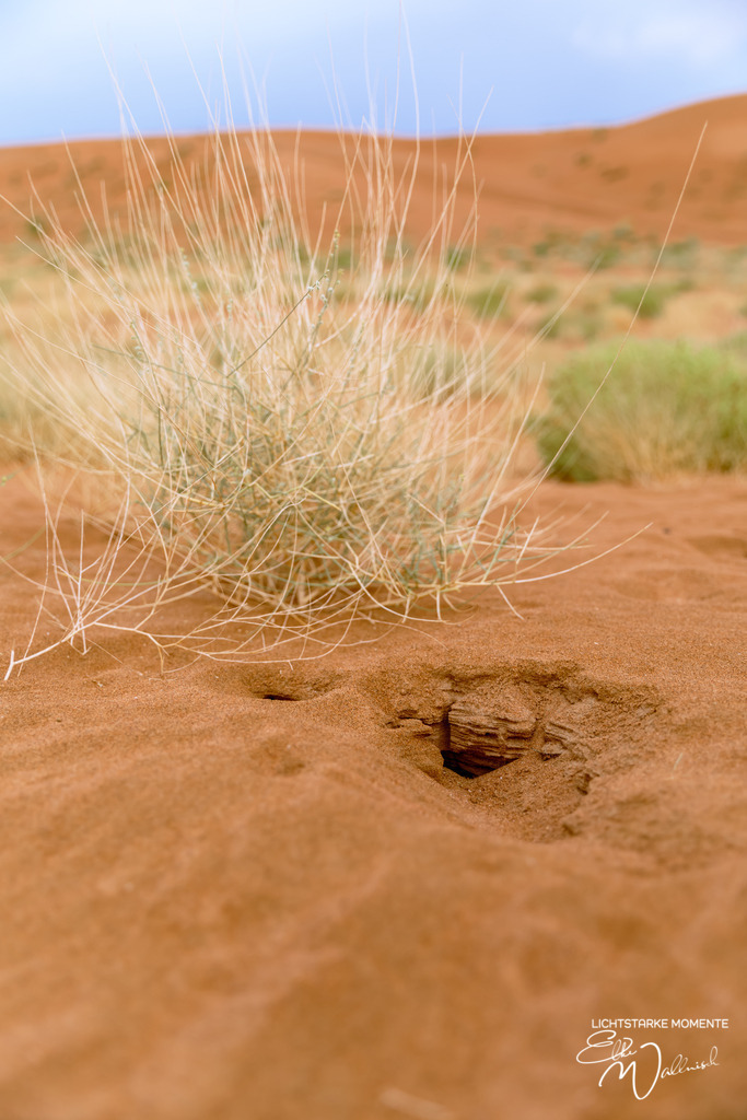 Al Salam Desert Camp, Al Qabil, Bidiyah, Oman | Herzlich willkommen auf meiner Seite! Ich bin Elke Wallnisch, Deine Fotografin für lichtstarke Momente. Der Name steht für alles, was mich mit der Fotografie verbindet: Das Licht und seine machtvolle Wirkung auf eine Situation oder unsere Stimmung - Realisiert mit Pictrs.com