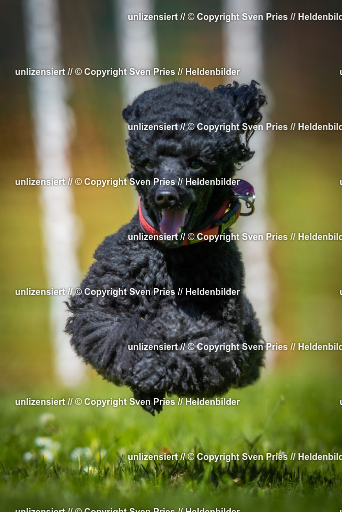 Hunderennen_April_2026_510 | 2026-04-26 - Hunderennen Baden-Oos April 2026 - Realisiert mit Pictrs.com