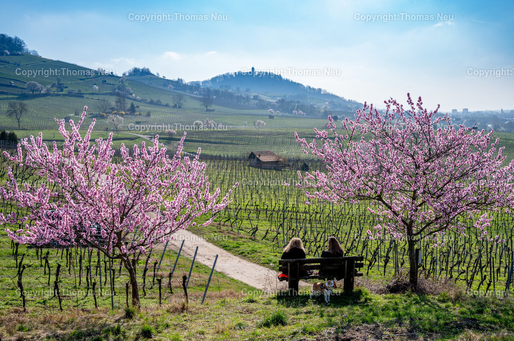 mandelbluete-bergstrasse-weinberge-bensheim-heppenheim-fruehling-Ruhebank-Fotografie-Thomas-Neu-7 | Die Mandelblüte an der Hessischen Bergstraße gehört zu den schönsten Frühlingsmomenten der Region. Ein blühender Mandelbaum steht oberhalb der Weinberge zwischen Bensheim und Heppenheim und bietet einen weiten Blick über die Rebenlandschaft. Auf einer Bank genießen Besucher die warme Frühlingssonne und die besondere Atmosphäre der Weinregion. In der Ferne ist die markante Starkenburg zu erkennen, die über der Altstadt von Heppenheim thront. Die Kombination aus blühenden Mandelbäumen, Weinbergen und der sanften Landschaft der Bergstraße macht diese Szene zu einem typischen Motiv des Frühlings in Südhessen.,Bild: Thomas Neu