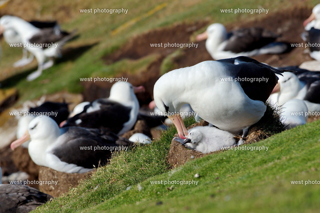 Albatross with chicks 6 SND - FLK 2014 | west photography - Realisiert mit Pictrs.com