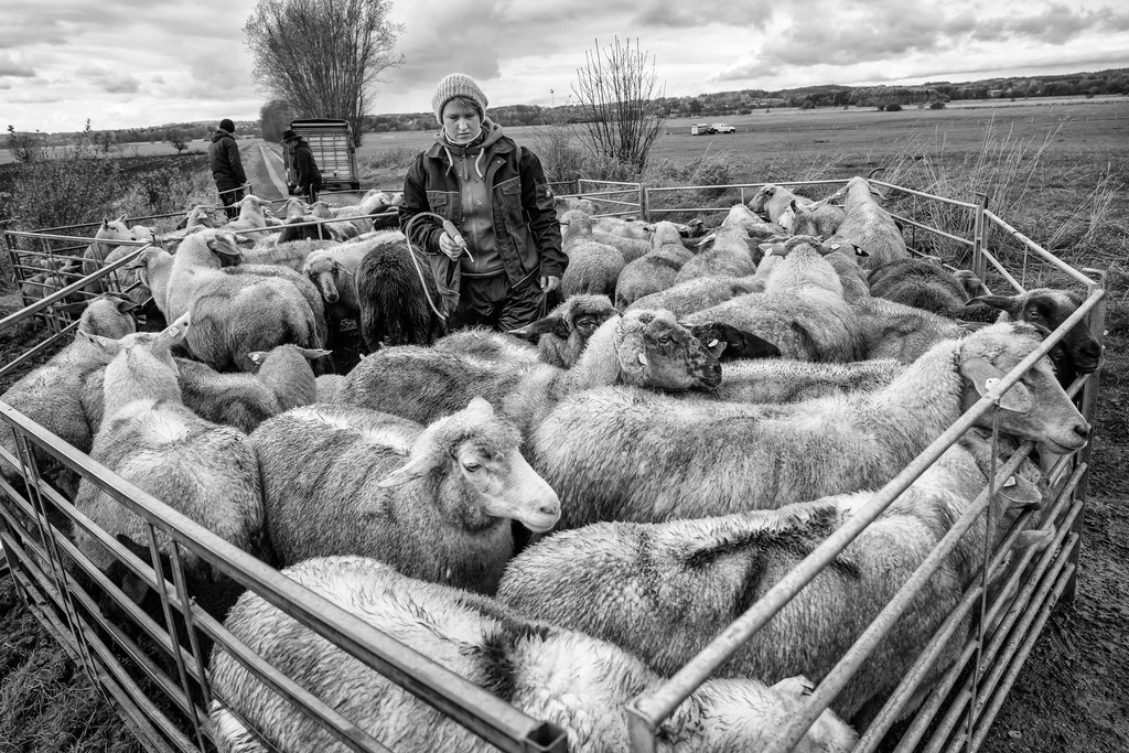 wanderschaefereien-schleswig-holstein-075 | Vorbeugende Maßnahmen zum Schutz der Tiere vor Infektionen werden vor allem außerhalb der Wanderzeit durchgeführt: Desinfektions-Fußbäder gegen die Moderhinke, eine weltweit verbreitete, bakterielle Erkrankung der Klauen bei Wiederkäuern, und die orale Verabreichung eines Anti-Wurm-Mittels wie hier mit der Schäferin Sina Hell im Herbst in der Nähe von Aukrug. - Realisiert mit Pictrs.com