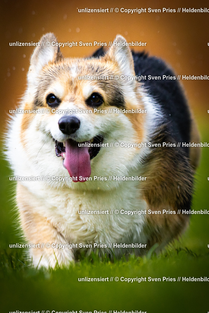 Sven Pries | 2025-09-21 - Hunderennen Baden-Oos - Realisiert mit Pictrs.com