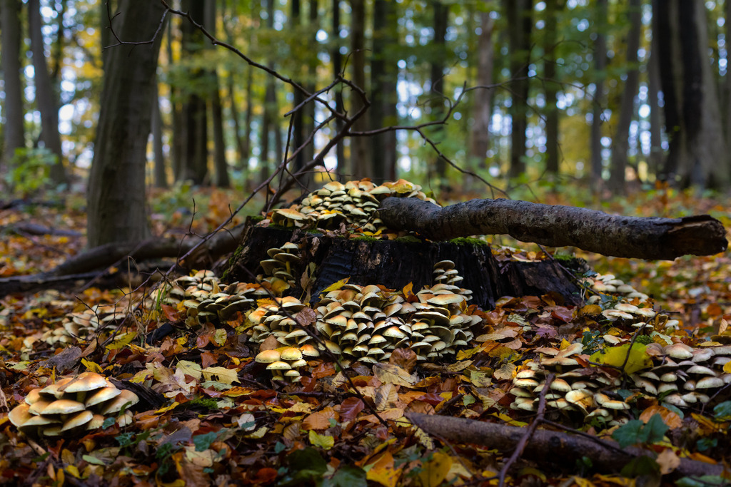 Boten des Herbstes | Aus den Wäldern rund um Wismar in Mecklenburg-Vorpommern. - Realisiert mit Pictrs.com