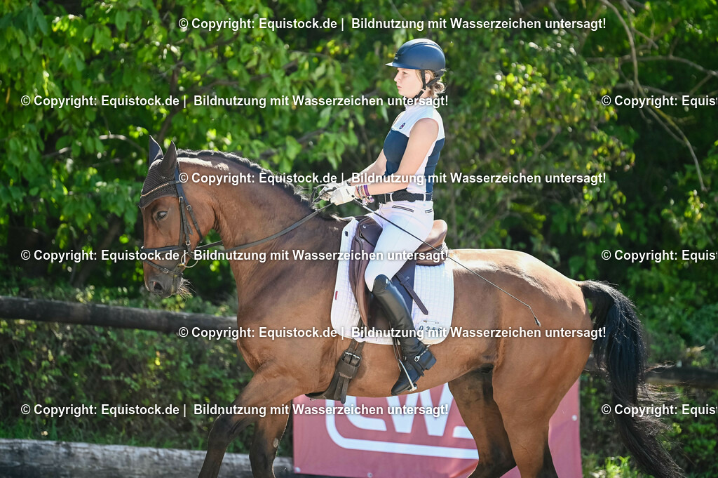 20230908_06_Dressur-L-Trense_0378 | equistock