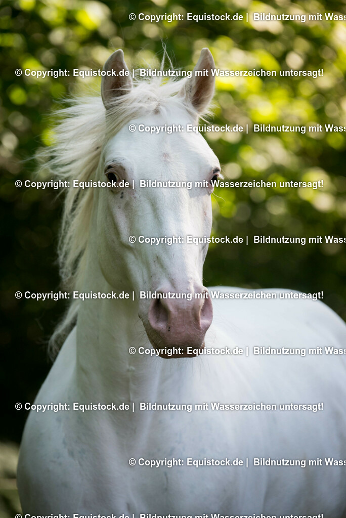 20150518_TOMsPiC_0147 | equistock