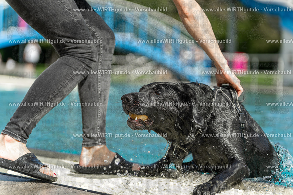 Hundeschwimmen_Volksbad_2026-allesWIRTHgut_Tierfotografie-2609061514-7R501325 | Professionelle Tierfotografie in Mönchengladbach von Daniel Wirth (allesWIRTHgut). Liebevolle & natürliche Bilder von Hunden & Katzen für unvergessliche Erinnerungen.