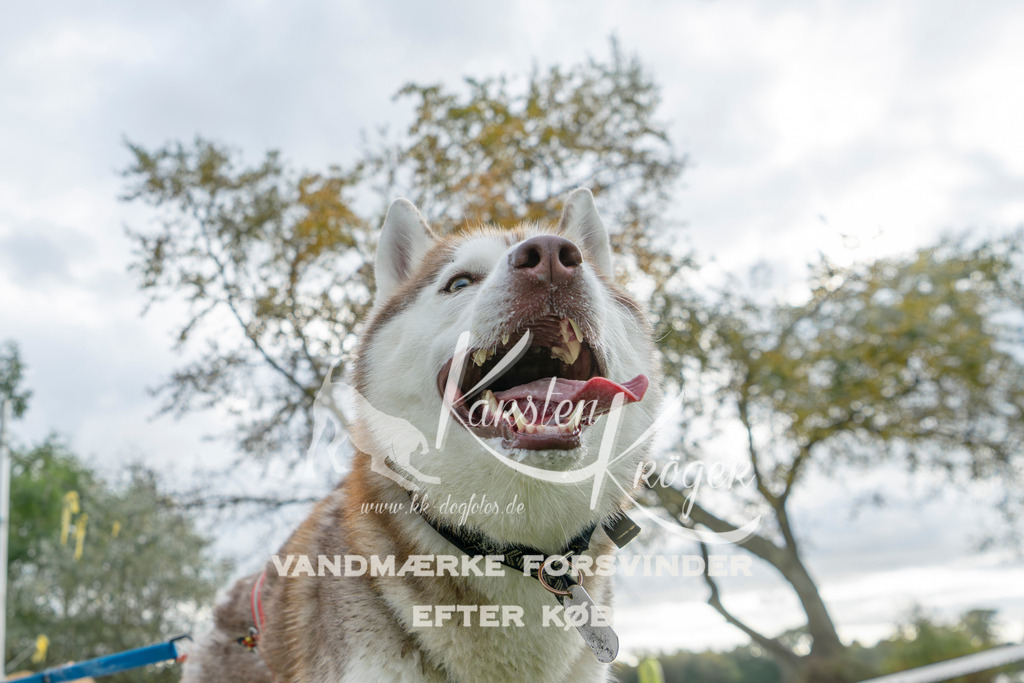 1527_ZZ95311 | kk-dogfotos