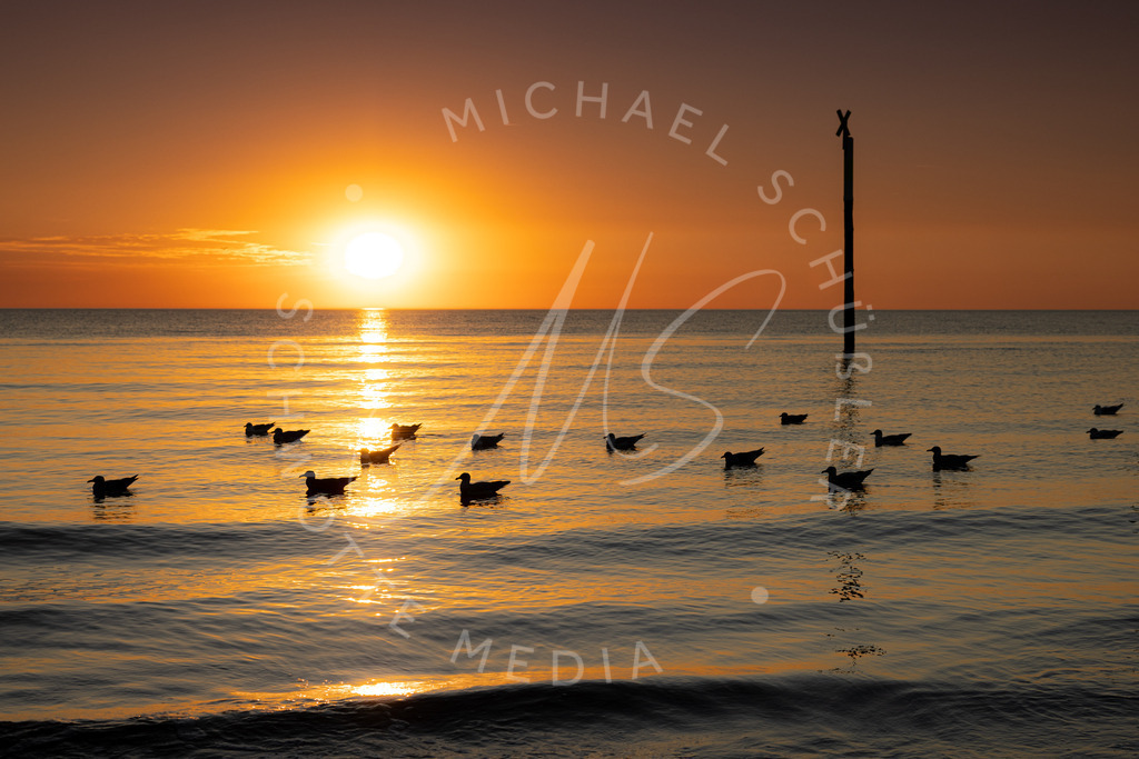 2022-08-24 SPO Strand Sonnenuntergang - 029 | Möwen im Sonnenuntergang - Realisiert mit Pictrs.com
