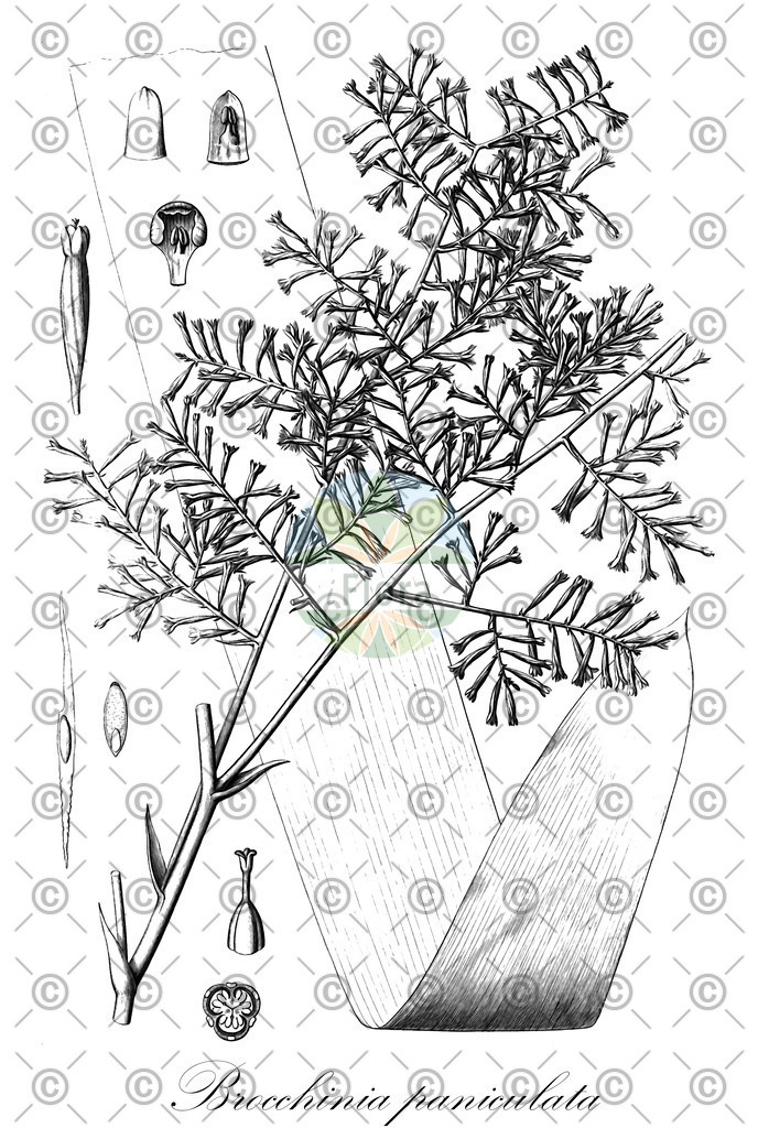 HistAbb_wfo-0000762073_1_ENZY_Simple | Historische Abbildung von Brocchinia paniculata - Bromeliaceae | Historical Illustration of Brocchinia paniculata - Bromeliaceae
