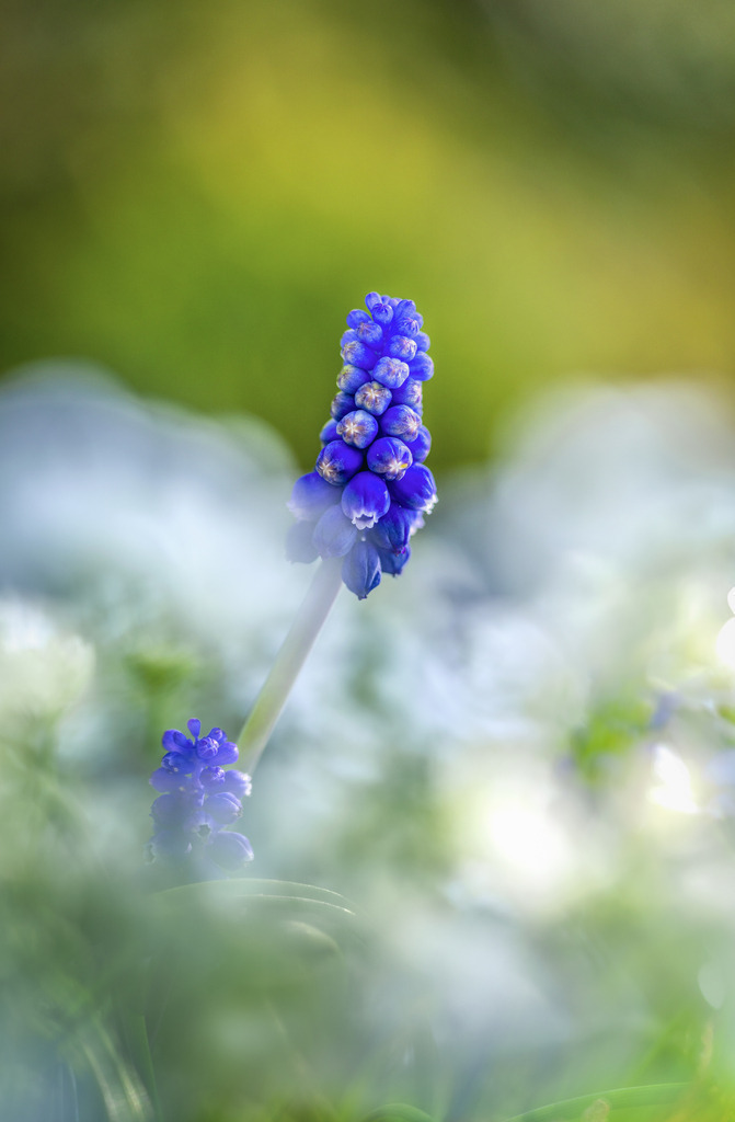 Blaue Pracht | Traubenhyazinthen - Realisiert mit Pictrs.com