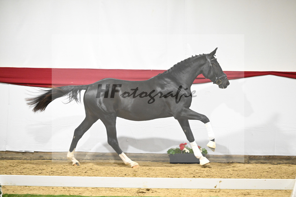 Kat-Nr. 70 v. DSP Bohemian_Kircher-Eckardt_63222041 | hf-fotografie - Realizzato con Pictrs.com