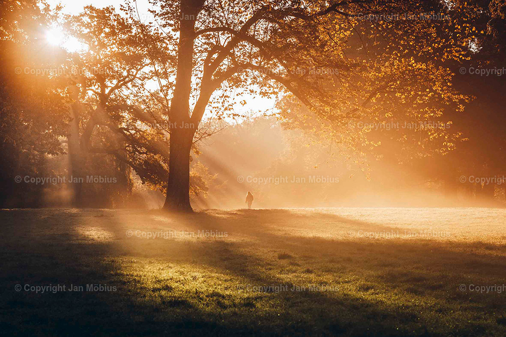 Clara Park | Der Clara-Zetkin-Park in Leipzig ist ein beliebter Ort für Natur, Sport und Erholung – perfekt für Spaziergänge, Jogging und entspannte Stunden im Grünen. - Realisiert mit Pictrs.com