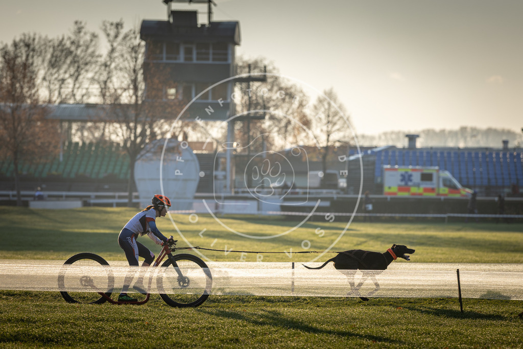 CaniXpix_DV3A9860 | Hundefotografie, Tierfotograf, Pfotenfotografie, Fotoshooting Hund, Hunde Portrait, Hundesport, Hundeportraits, Heideshooting, Hunde, Sportfotograf, Hundefotograf, Turnierhundsport, THS,  - Realisiert mit Pictrs.com