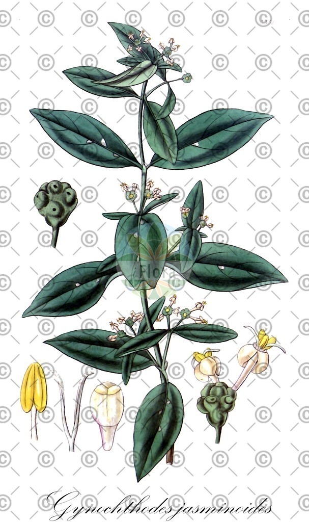 HistAbb_wfo-0000713318_1_ENZY_Simple | Historische Abbildung von Gynochthodes jasminoides - Rubiaceae | Historical Illustration of Gynochthodes jasminoides - Rubiaceae