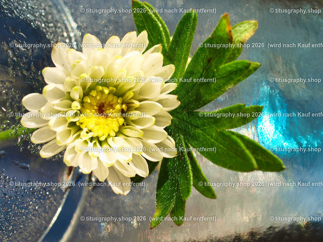 titusgraphy_PB181007-vz-ln | titusgraphy-shop: Geschenkideen mit Qualitätsfotos. titusgraphy-shop: gift ideas with quality photos. titusgraphy-shop: idées cadeaux avec photos de qualité.  - Realisiert mit Pictrs.com