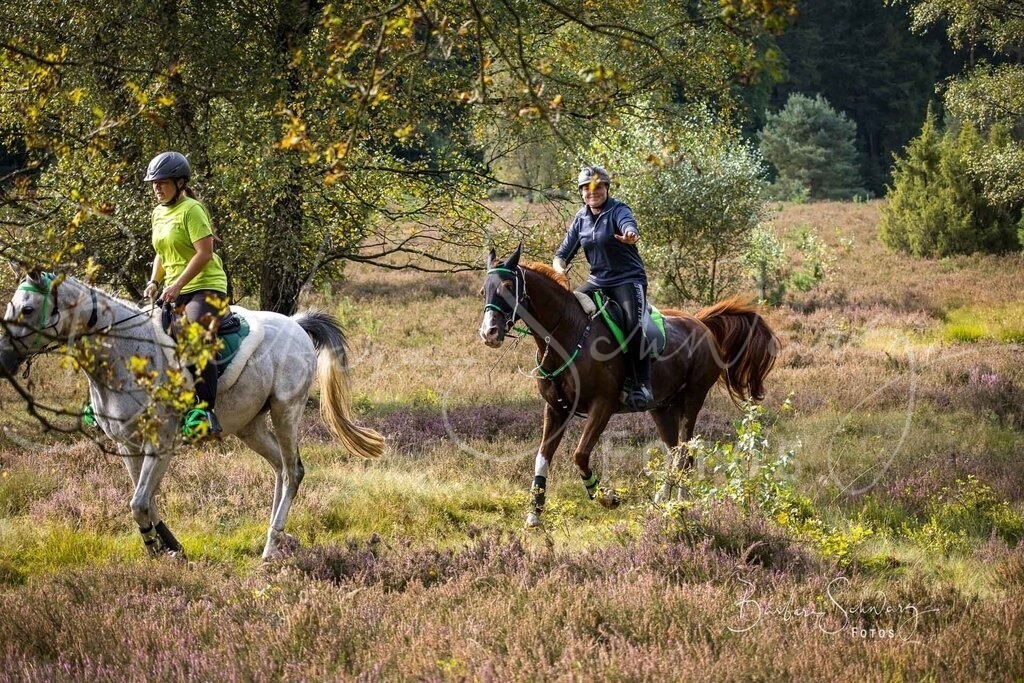 DdLH-WehlenerHeide_2025-09-20_32 | Fotografie, Veranstaltungs-Fotografie, Pferde-Fotografie, Landschafts-Fotografie, Reise-Fotografie - Realisiert mit Pictrs.com