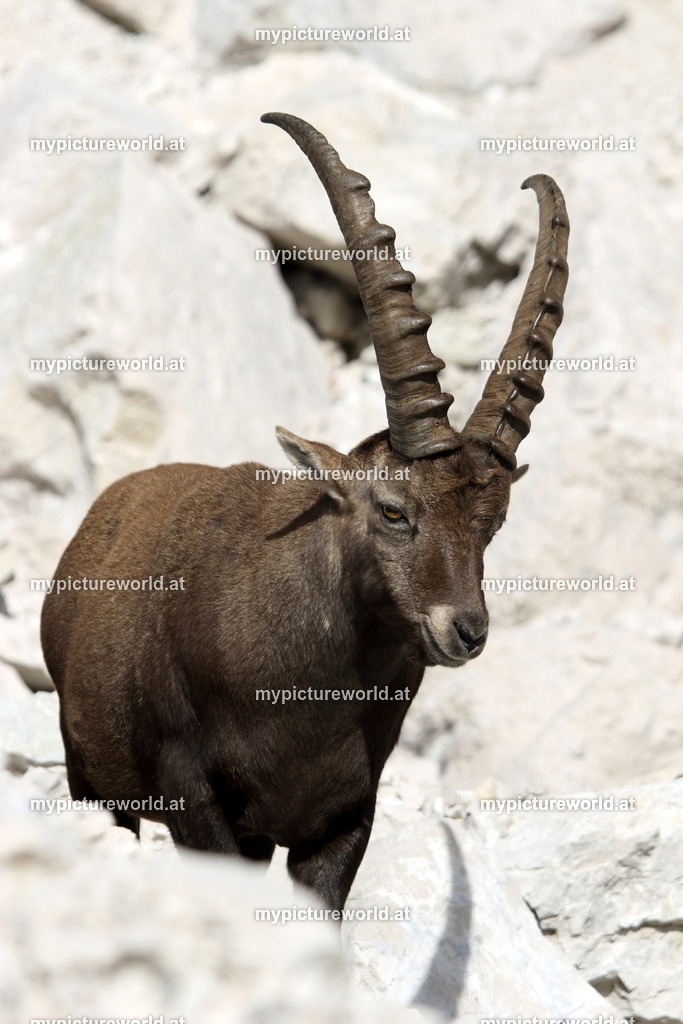 Alpensteinbock-086 | Das Bilderarchiv über Tiere, Planzen und Landschaften. In der Bilddatenbank finden Sie ein große Auswahl an hochwertigen Bilder für Ihre Werbung - Realisiert mit Pictrs.com