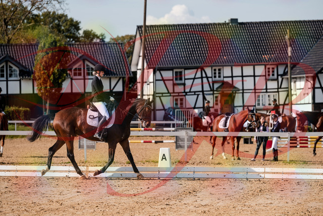 2026_10_03_Siefer-Hof_125533_Z63_62038403 | Professionelle Reitsport-, Turnier- und Eventfotografie von Robert Broda. Galerien mit ausgewählten und bearbeiteten Bildern direkt online ansehen und bestellen.