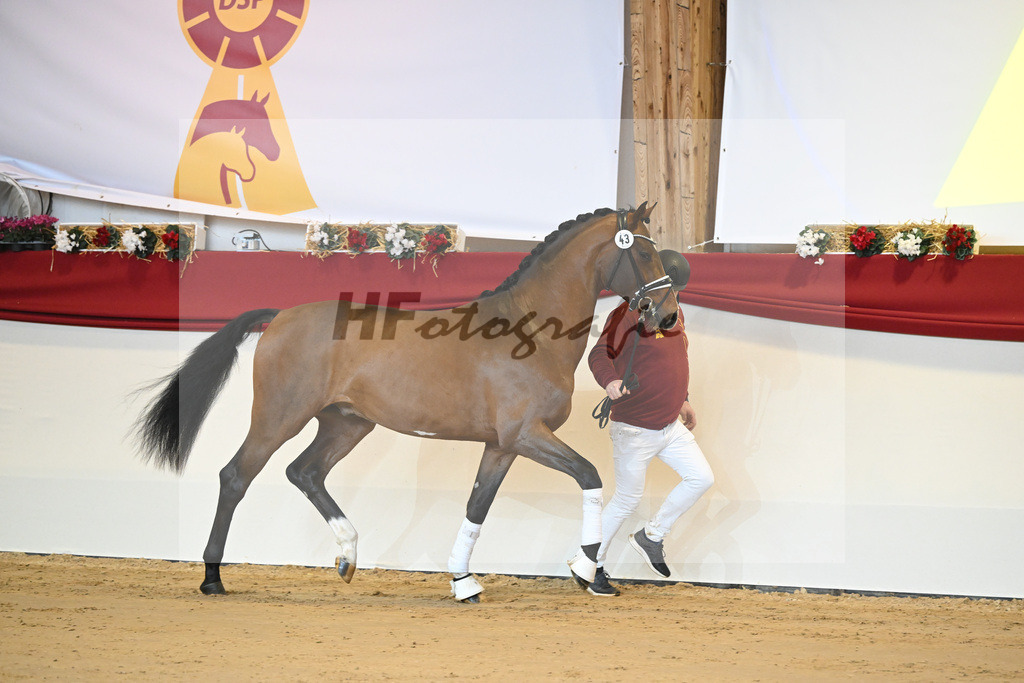 Kat-Nr. 43 Don Schufro_Raumanns_1231285 | hf-fotografie - Realisiert mit Pictrs.com