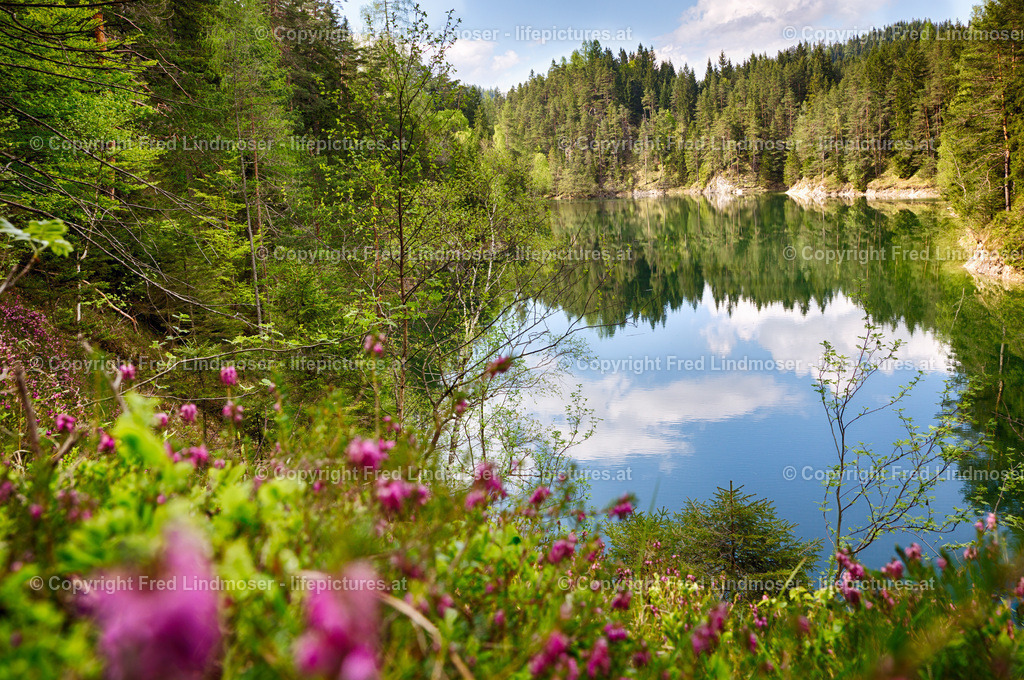 Erlauf Stausee IMG_5428 | Fotos und Fotoprodukte - Realisiert mit Pictrs.com