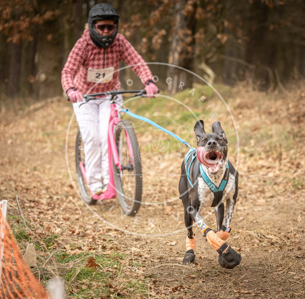 Pfotenfotografie_DV3A4201 | Hundefotografie, Tierfotograf, Pfotenfotografie, Fotoshooting Hund, Hunde Portrait, Hundesport, Hundeportraits, Heideshooting, Hunde, Sportfotograf, Hundefotograf, Turnierhundsport, THS,  - Realisiert mit Pictrs.com