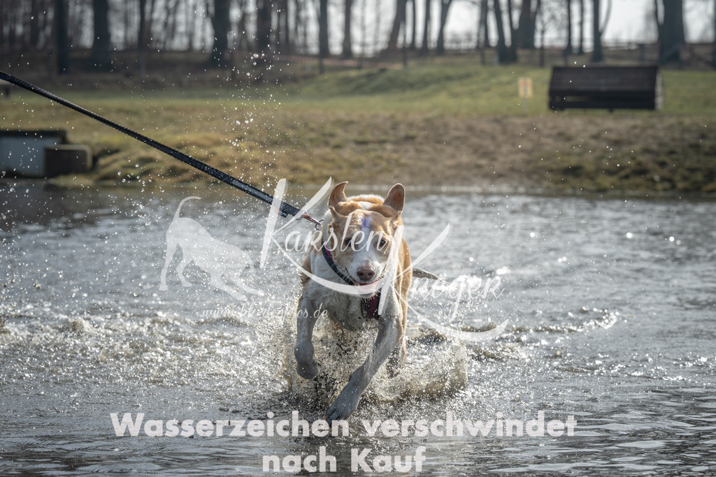 1041_ZZ99202 | kk-dogfotos
