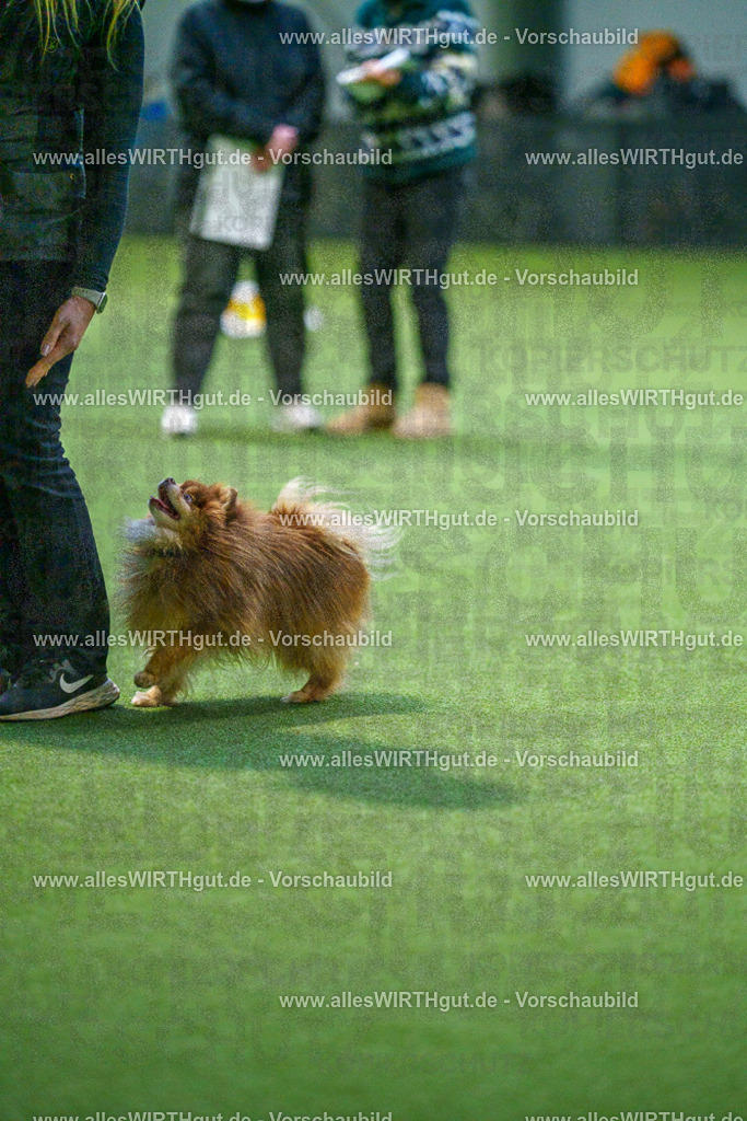 7R506828 | Professionelle Tierfotografie in Mönchengladbach von Daniel Wirth (allesWIRTHgut). Liebevolle & natürliche Bilder von Hunden & Katzen für unvergessliche Erinnerungen.