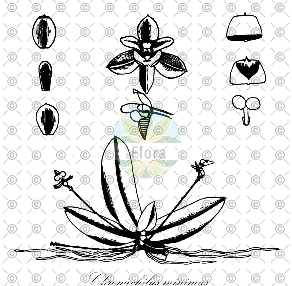 HistAbb_3PCN_2_ENZY_Simple | Historische Abbildung von Chroniochilus minimus - Orchidaceae | Historical Illustration of Chroniochilus minimus - Orchidaceae