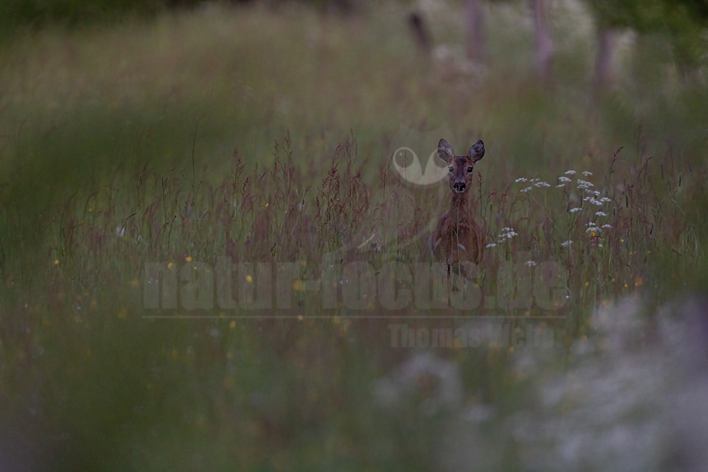 R5NF0233-20230517 | Das Reh (Capreolus capreolus) ist die in Europa häufigste und kleinste Art der Hirsche. Als sogenannter „Trughirsch“ ist es näher mit dem Elch verwandt als mit dem bei uns heimischen Rot- oder Damhirsch. Ursprünglich besiedelten Rehe die Randzonen von Wäldern und Gebüschen, heute kommt es aber in allen Wäldern und sogar in der offenen, fast deckungslosen Feldflur vor. - Realisiert mit Pictrs.com