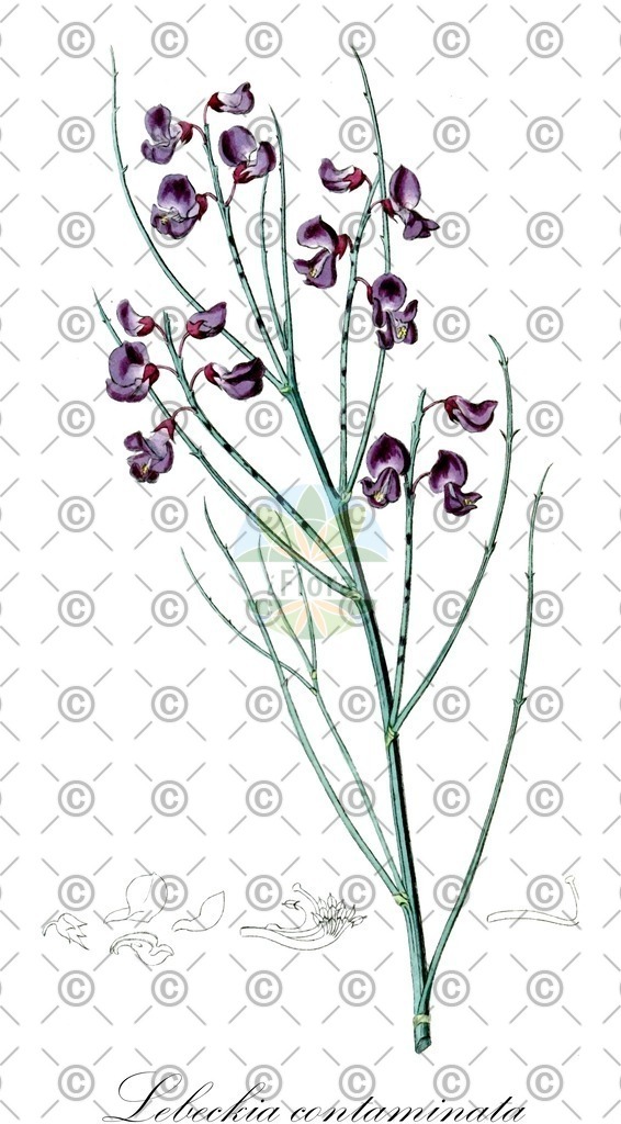 HistAbb_wfo-0001046648_2_ENZY_Simple | Historische Abbildung von Lebeckia contaminata - Fabaceae | Historical Illustration of Lebeckia contaminata - Fabaceae