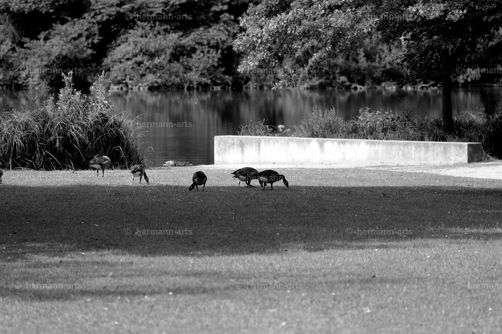 Bagno_09_07_24_DPP-3a | Photo Foto Kunst Art schwarzweiss Bilder Rheine Münster Berlin Blumen 