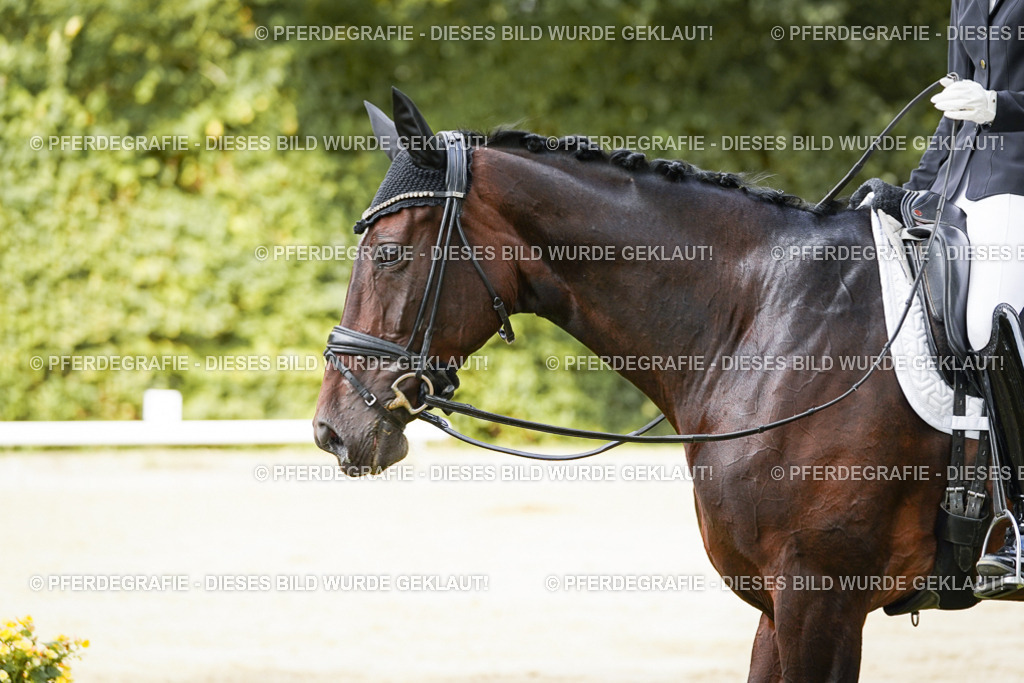 DSC02122 | Pferdegrafie