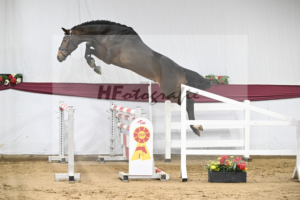 Kat-Nr. 94 Conthalou x Stalypso_Matthias Schlamminger GmbH_47253077 | hf-fotografie - Realisiert mit Pictrs.com