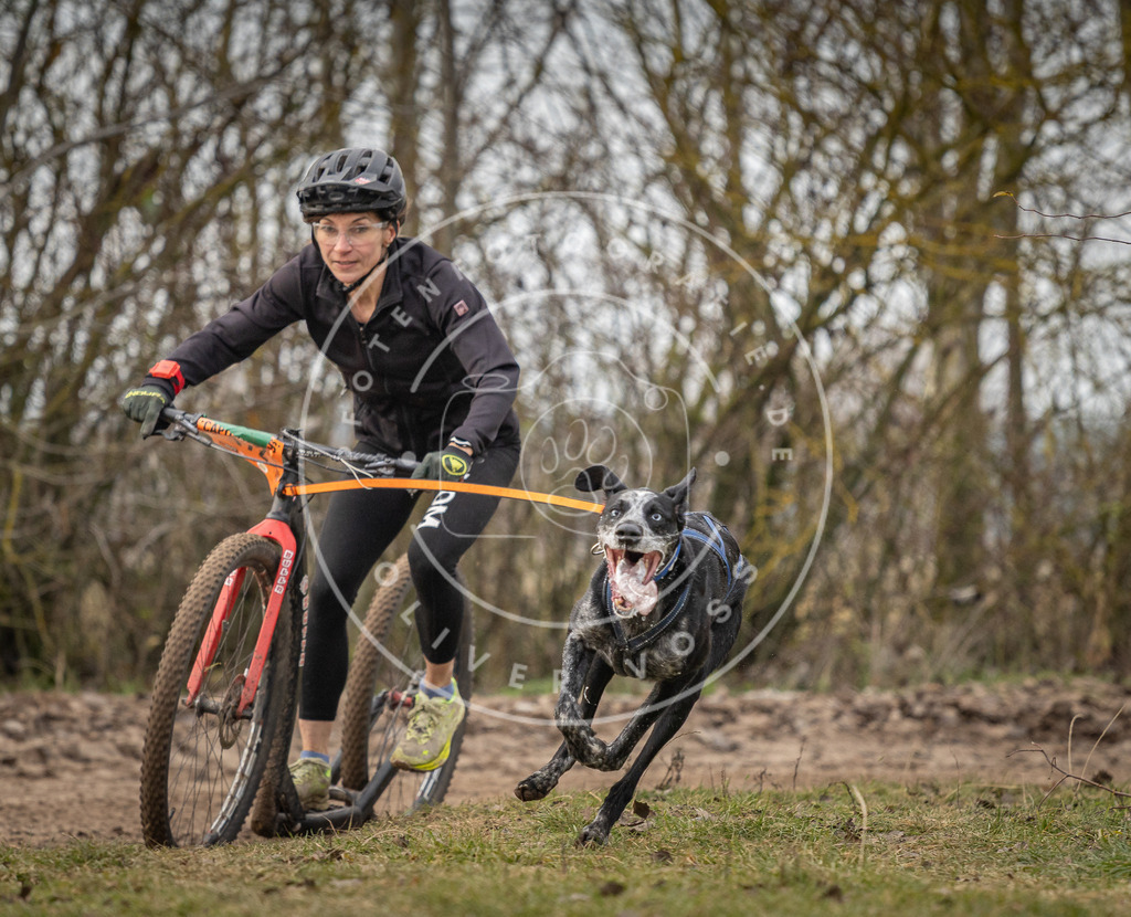 Pfotenfotografie_DV3A9190 | Hundefotografie, Tierfotograf, Pfotenfotografie, Fotoshooting Hund, Hunde Portrait, Hundesport, Hundeportraits, Heideshooting, Hunde, Sportfotograf, Hundefotograf, Turnierhundsport, THS,  - Realisiert mit Pictrs.com