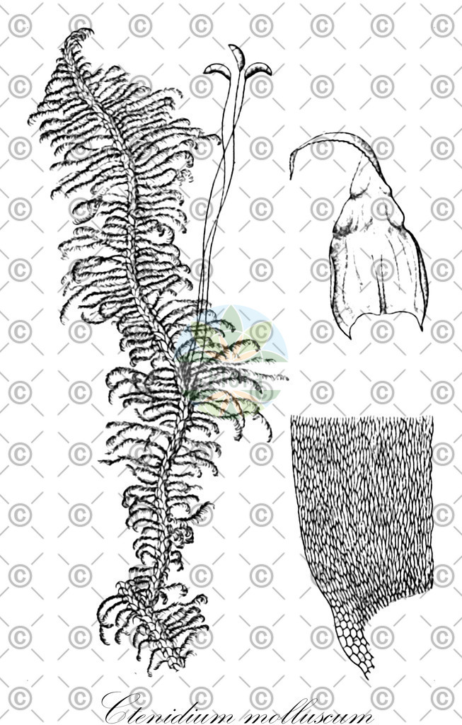 HistAbb_wfo-0001109550_1_ENZY_Simple | Historische Abbildung von Ctenidium molluscum - Myuriaceae | Historical Illustration of Ctenidium molluscum - Myuriaceae