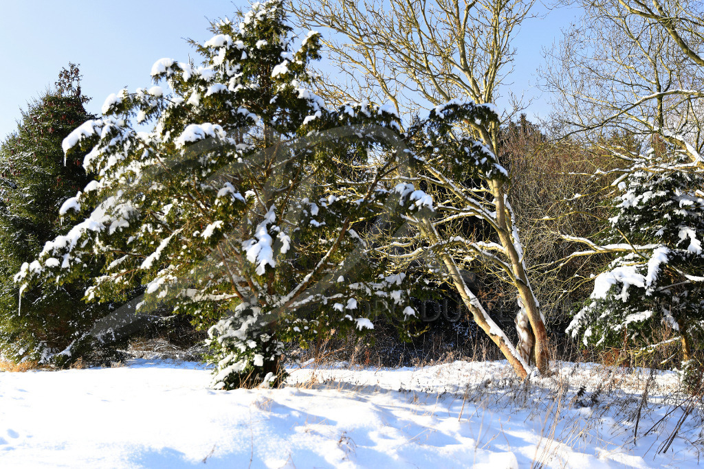 NatureArt-SNOWTREES_0203b | Sonne auf dem Winterfeld | #002 | Modell: Randy | Foto: Andreas Meier - Realisiert mit Pictrs.com
