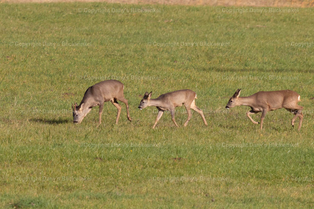 201720 | Tierfotografie, Tierkalender, Tierbilder, Insekten, Spinnen, Vögel, Schmetterling, Libellen, Leinwand, Colorkey, Qualität, Geschenkartikel, Geschenk - Realisiert mit Pictrs.com