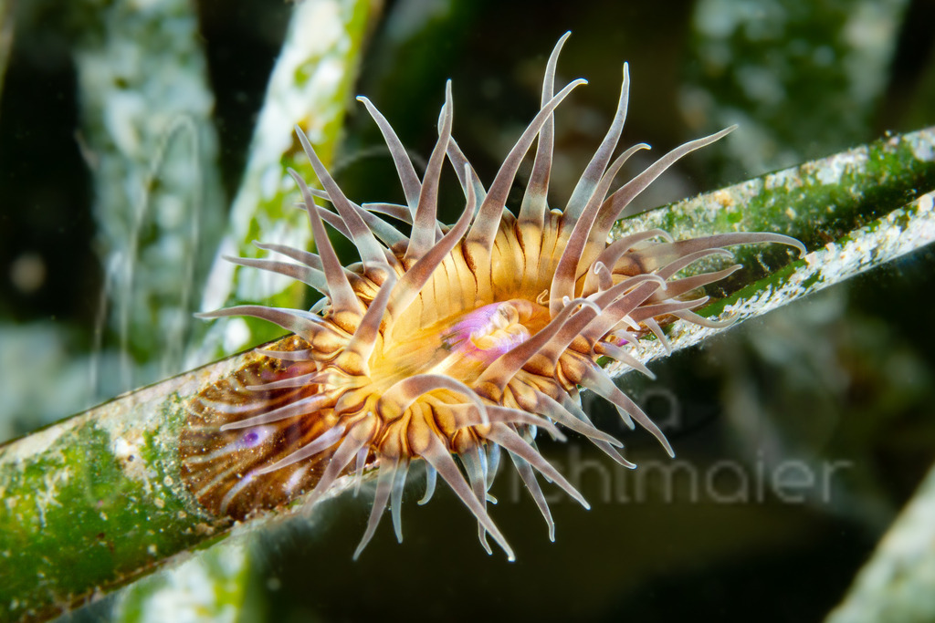 Paractinia striata | Anemone - Realisiert mit Pictrs.com