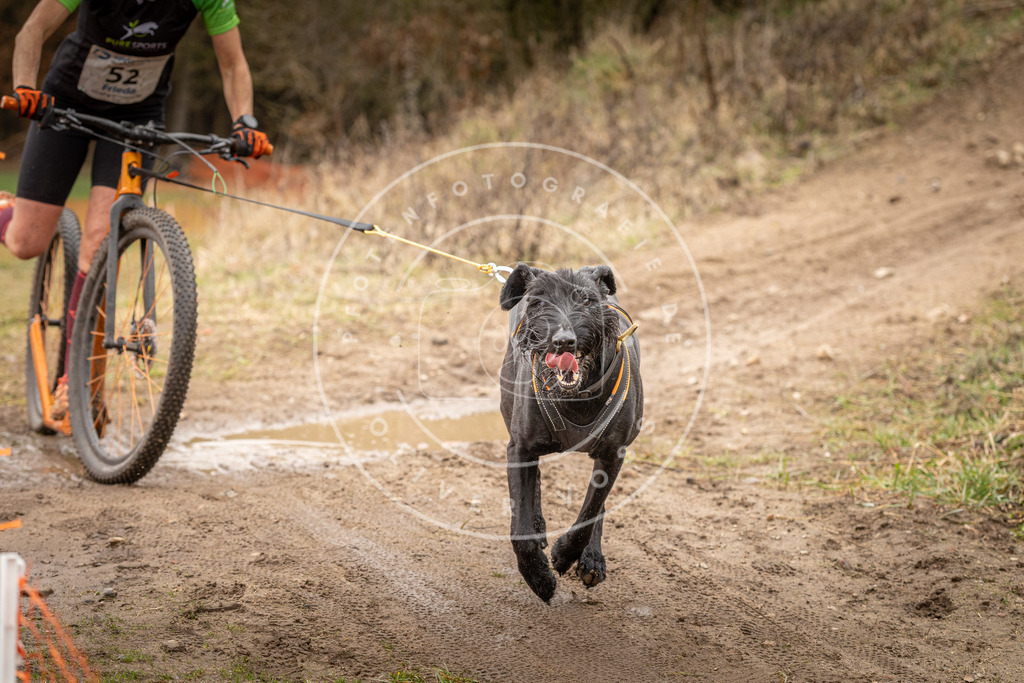 DV3A1550 | Hundefotografie, Tierfotograf, Pfotenfotografie, Fotoshooting Hund, Hunde Portrait, Hundesport, Hundeportraits, Heideshooting, Hunde, Sportfotograf, Hundefotograf, Turnierhundsport, THS,  - Realisiert mit Pictrs.com
